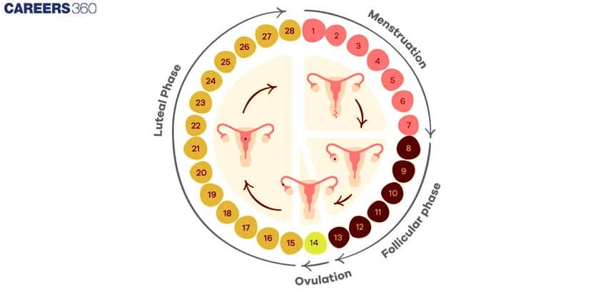 phases of menstrual cycle