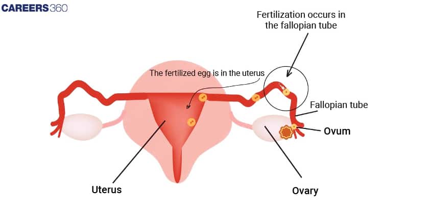 fertilisation