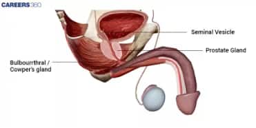 male accessory glands