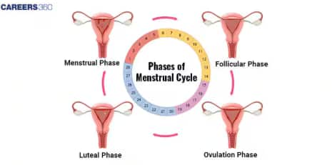 menstrual cycle