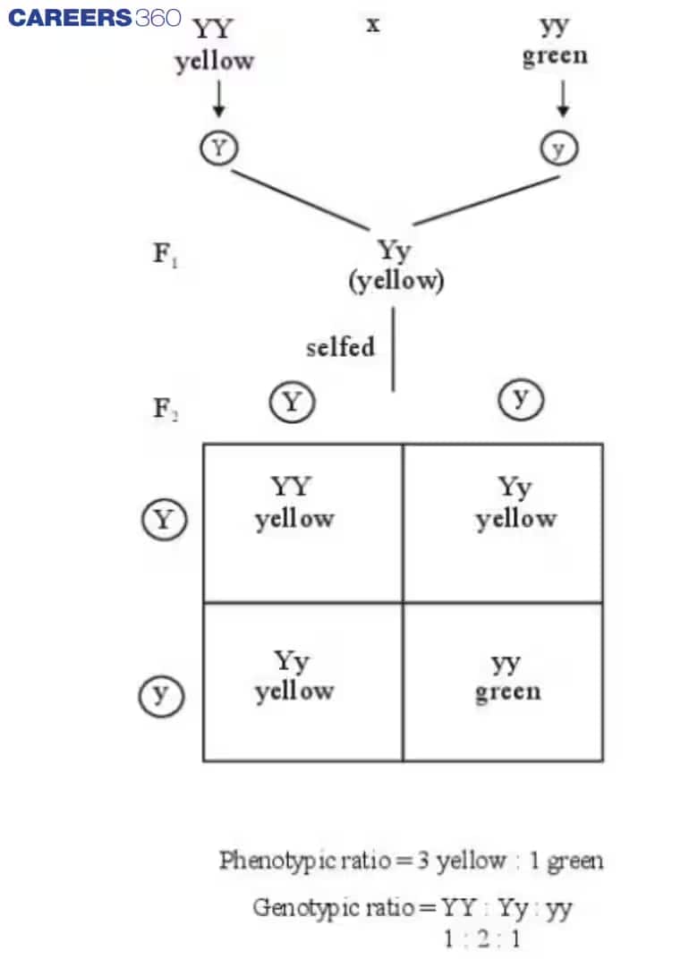 monohybrid cross