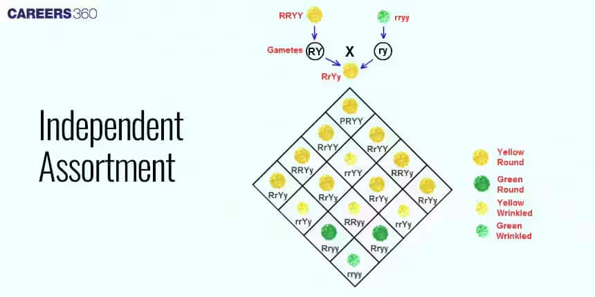 law of independent assortmnet
