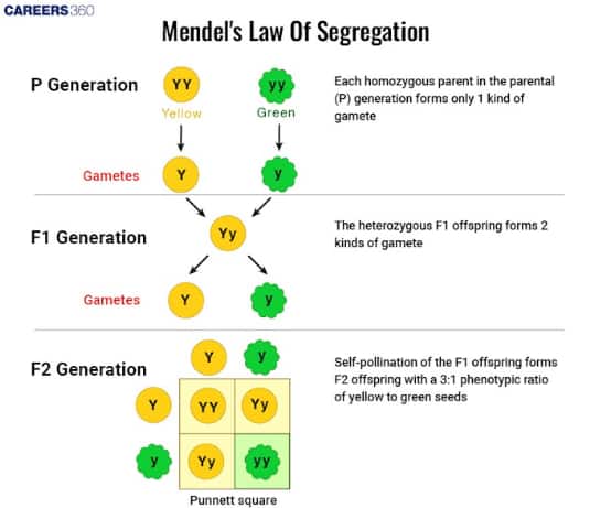 law of segregation