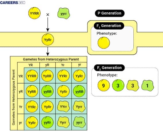 dihybrid cross