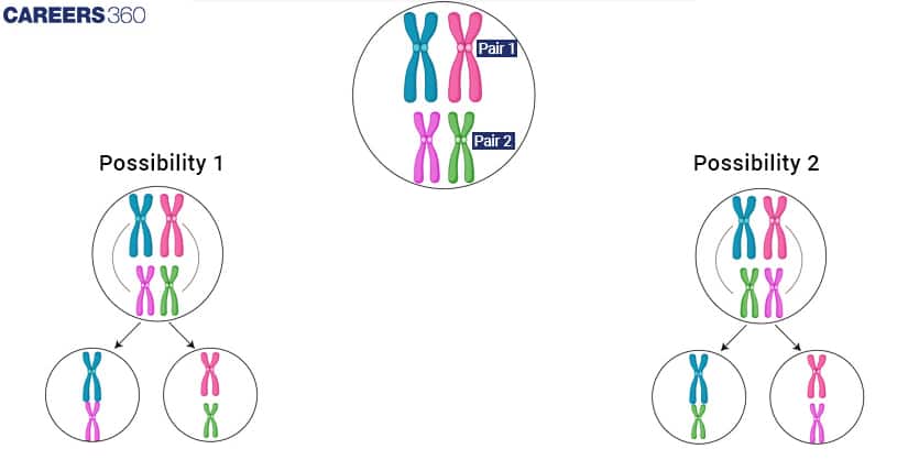 chromosomal theory of inheritance