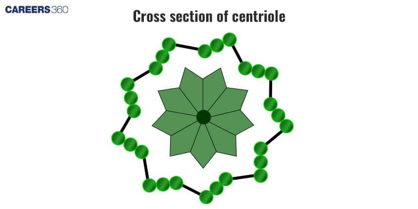 Cross-sectional diagram of a centriole showing the nine triplet microtubule arrangement.