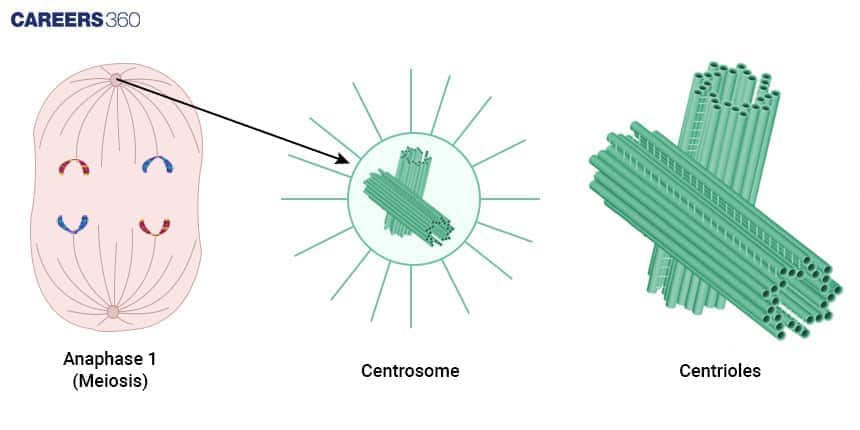 Illustration of meiosis anaphase I showing centrosome and centrioles organizing spindle fibers.