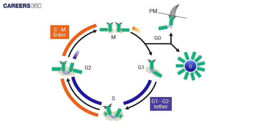 Diagram of centrosome cycle across G1, S, G2, and M phases with centriole duplication and linker structures.