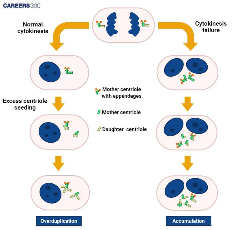 Diagram showing normal cytokinesis versus cytokinesis failure leading to centriole overduplication and accumulation, with mother and daughter centrioles represented.
