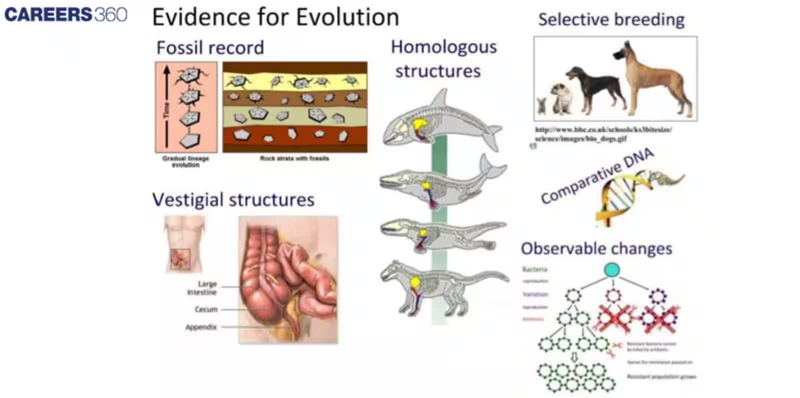 evidence for evolution
