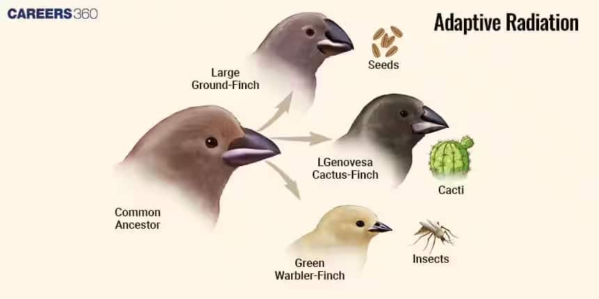 adaptive radiation