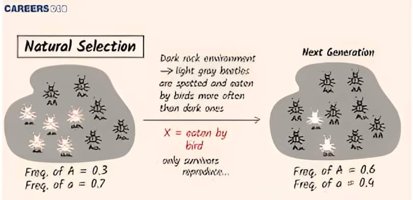 natural selection