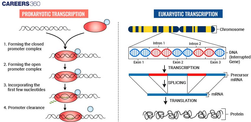 transcription