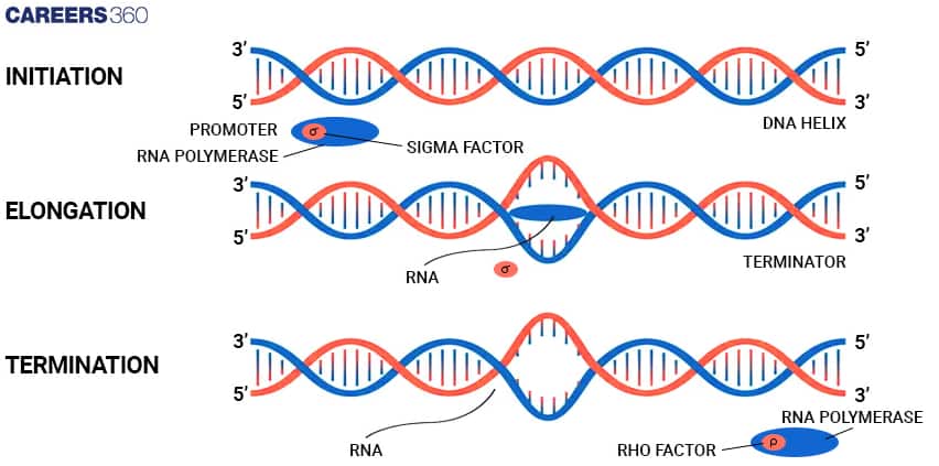 transcription in prokaryotes
