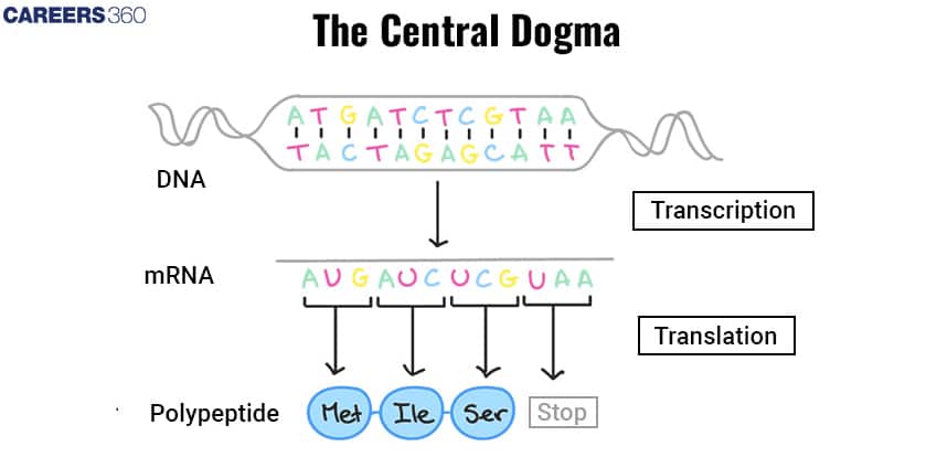 central dogma