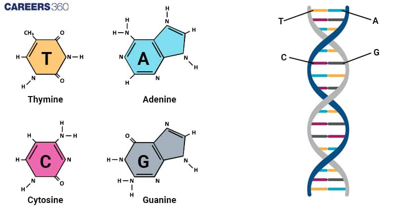 dna structure