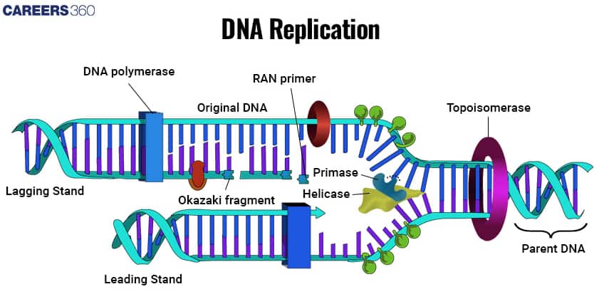 dna replication