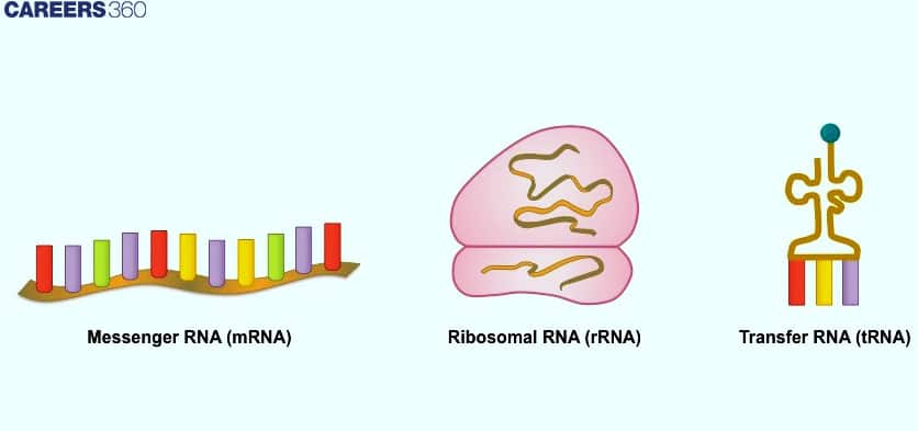 types of rna