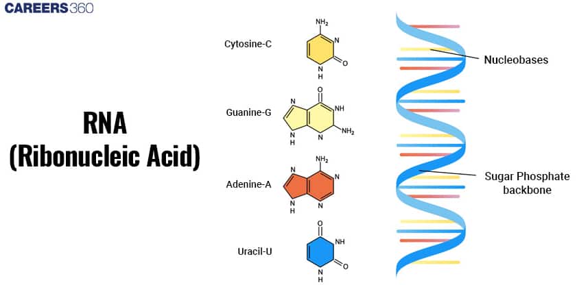 structue of rna