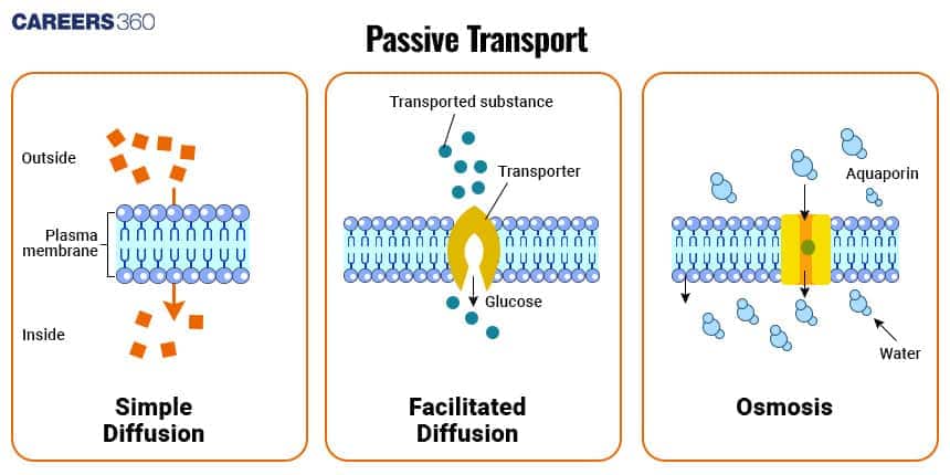 Illustration showing types of passive transport across a cell membrane — simple diffusion through the lipid bilayer, facilitated diffusion using a transporter protein for molecules like glucose, and osmosis where water moves through aquaporin channels.