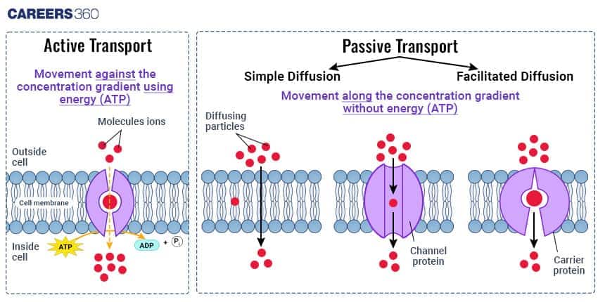 Diagram comparing active and passive transport across a cell membrane. Active transport moves molecules against the concentration gradient using ATP energy through transport proteins, while passive transport (simple and facilitated diffusion) moves molecules along the gradient without energy using channel or carrier proteins.