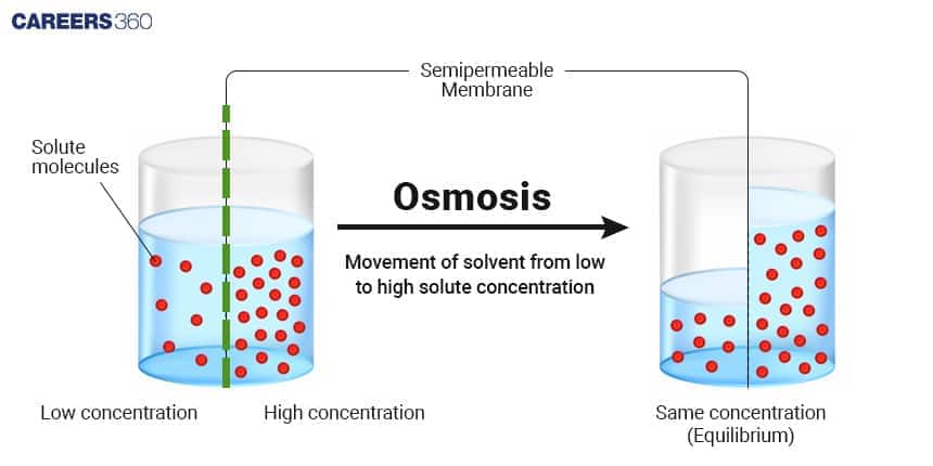 Illustration of osmosis showing the movement of solvent molecules through a semipermeable membrane from a region of low solute concentration to high solute concentration until equilibrium is reached, resulting in equal solute concentration on both sides.