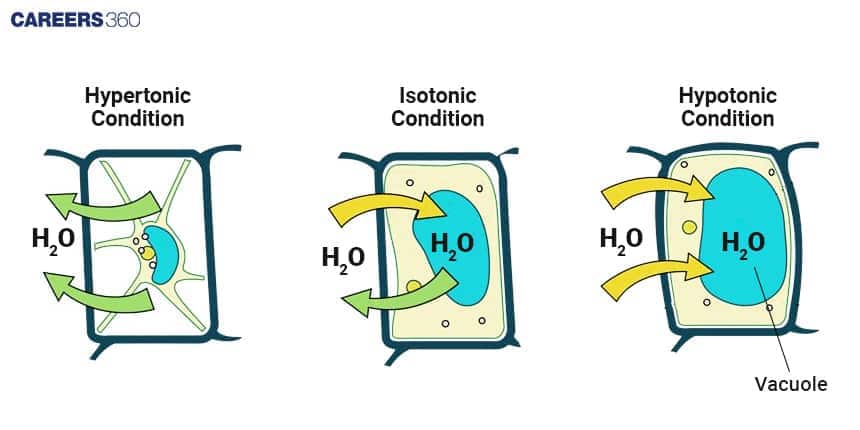 Diagram showing the effect of different osmotic conditions on a plant cell. In a hypertonic condition, water exits the cell causing shrinkage; in an isotonic condition, water movement is balanced; and in a hypotonic condition, water enters the cell, making the vacuole swell and the cell turgid.