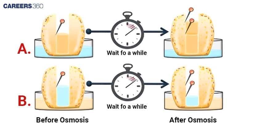 Diagram showing the potato osmosis experiment results. In setup A and B, the water level in the cavity rises after osmosis as water moves into the sugar solution through the potato tissue.