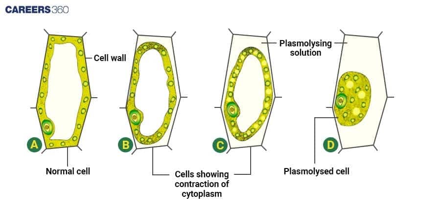 Illustration showing the stages of plasmolysis in plant cells: (A) normal cell, (B–C) progressive contraction of the cytoplasm as water leaves the cell in a plasmolysing solution, and (D) fully plasmolysed cell with the cytoplasm detached from the cell wall.