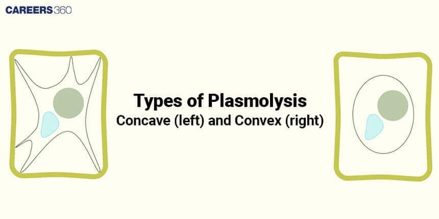 Diagram showing two types of plasmolysis in plant cells — concave plasmolysis (left), where the plasma membrane pulls away irregularly from the cell wall, and convex plasmolysis (right), where the cell membrane detaches uniformly forming a rounded shape.