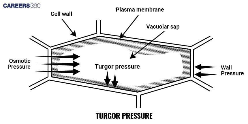 Diagram showing turgor pressure in a plant cell, illustrating the relationship between osmotic pressure pushing water into the cell, turgor pressure exerted by the vacuole, and wall pressure exerted by the rigid cell wall to maintain cell rigidity.