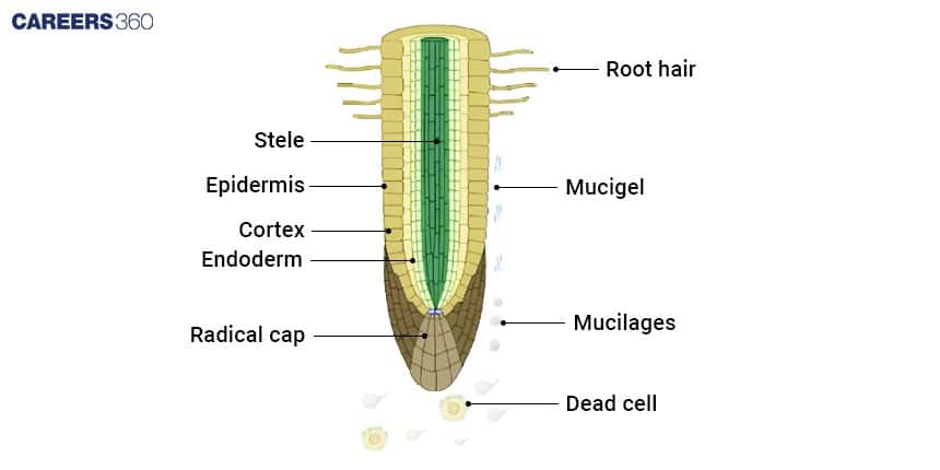 Diagram of a root tip showing its structure and labeled parts including root hair, epidermis, cortex, endoderm, stele, radical cap, mucigel, mucilages, and dead cells, illustrating the regions involved in water and nutrient absorption.