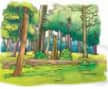 forest