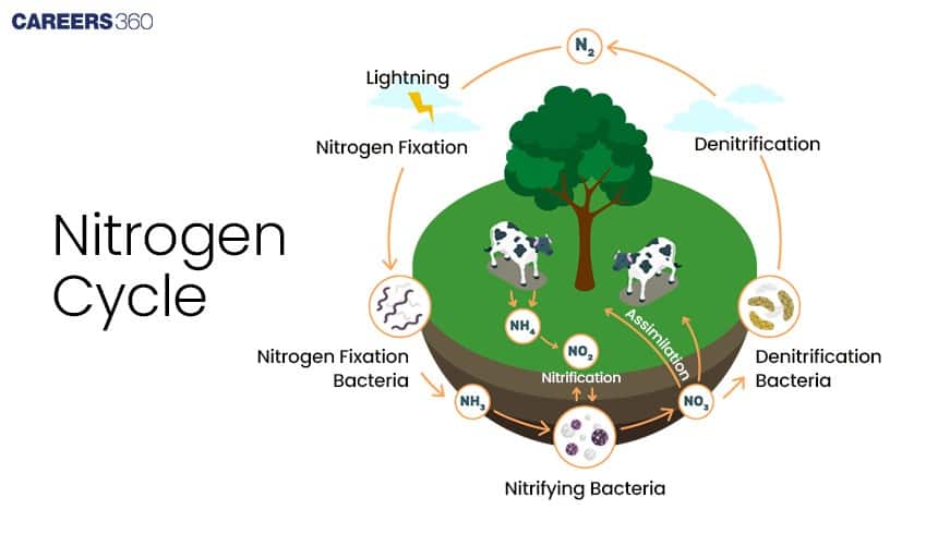 Illustration of the nitrogen cycle showing nitrogen fixation by bacteria and lightning, nitrification in soil, assimilation by plants and animals, and denitrification returning nitrogen gas to the atmosphere.