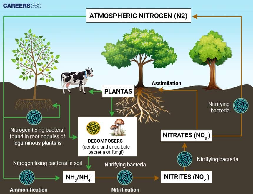 Diagram showing atmospheric nitrogen fixed by root nodule bacteria, ammonification by decomposers, nitrification to nitrite and nitrate by nitrifying bacteria, plant assimilation of nitrates, and denitrification converting nitrates back to nitrogen gas.