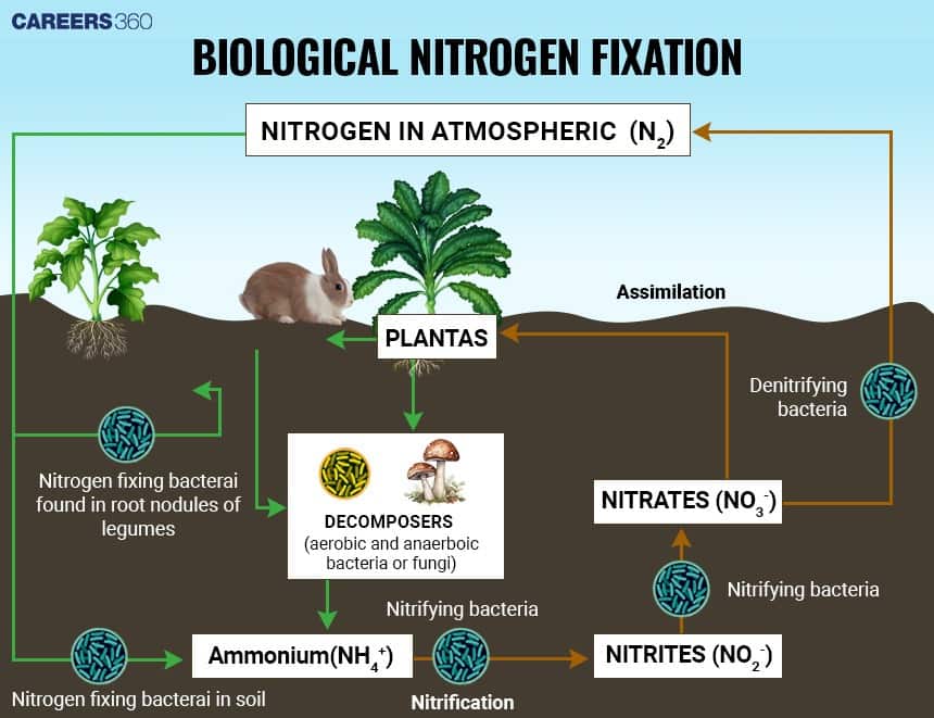 Flowchart of biological nitrogen fixation, with nitrogen-fixing bacteria in root nodules converting atmospheric nitrogen to ammonium, followed by nitrification, plant assimilation of nitrates, and denitrifying bacteria releasing nitrogen back to the atmosphere.