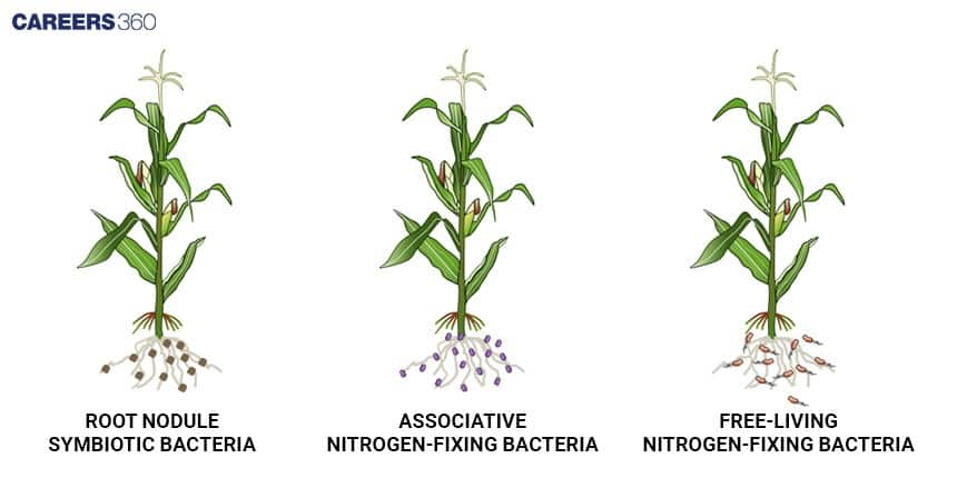 Comparison of three types of nitrogen-fixing bacteria: symbiotic root-nodule bacteria in legumes, associative bacteria near roots, and free-living nitrogen-fixing bacteria in soil.
