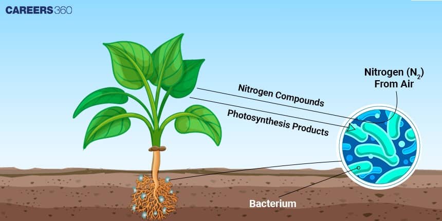 Illustration of a green plant with nitrogen-fixing bacteria in root nodules converting atmospheric nitrogen into usable nitrogen compounds, and exchange of photosynthesis products between plant and bacteria.