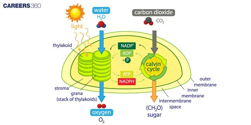 Diagram of chloroplast showing light reactions in thylakoid membranes converting water and light into oxygen, ATP, and NADPH, and the Calvin cycle in stroma using carbon dioxide, ATP, and NADPH to form sugars.
