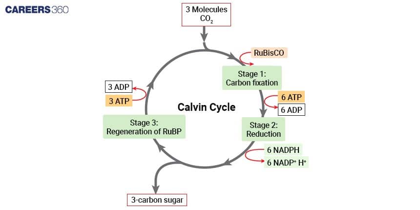 Flow diagram of the Calvin cycle with three stages: carbon fixation, reduction, and regeneration of RuBP, showing usage of CO₂, ATP, and NADPH and formation of 3-carbon sugars.