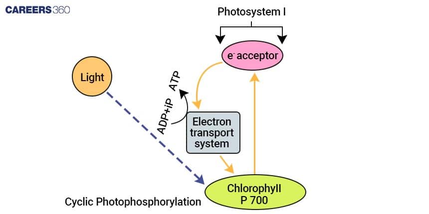 Diagram of cyclic photophosphorylation showing light energizing chlorophyll P700 in Photosystem I, electrons moving to an electron acceptor and through an electron transport chain to generate ATP, then returning to Photosystem I without producing NADPH or oxygen.