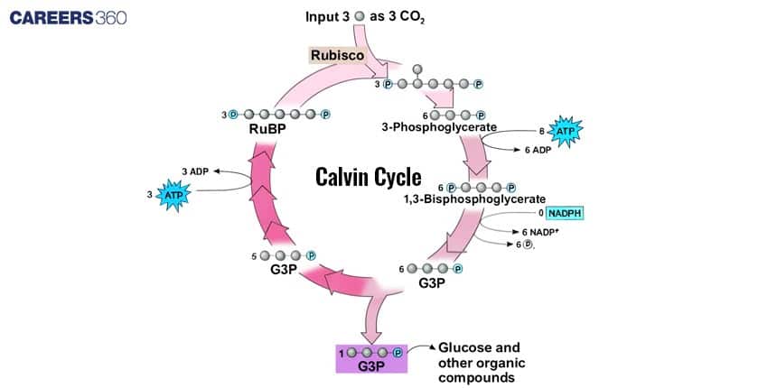 Diagram of the Calvin cycle showing CO₂ fixation by RuBisCO, conversion of RuBP to 3-phosphoglycerate, ATP and NADPH-driven reduction to G3P, and regeneration of RuBP, with ATP and NADPH inputs labelled.