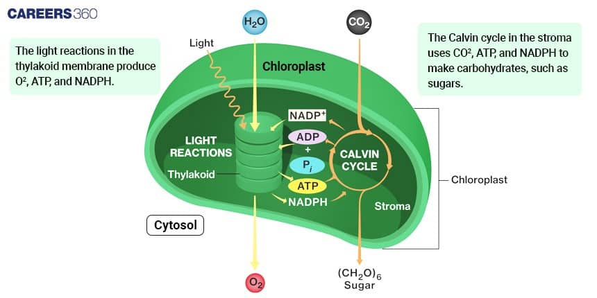 Illustration of a chloroplast showing light reactions in the thylakoid producing O₂, ATP, and NADPH, and the Calvin cycle in the stroma using CO₂, ATP, and NADPH to make sugars.