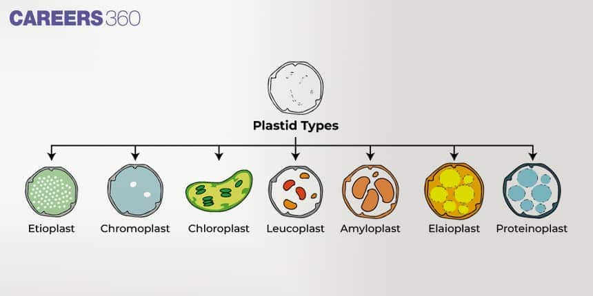 Diagram of plastid types showing etioplast, chromoplast, chloroplast, leucoplast, amyloplast, elaioplast, and proteinoplast with their distinct structures.