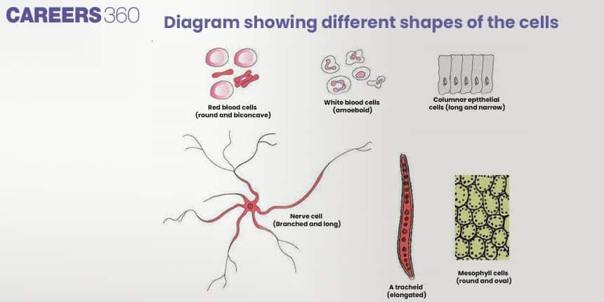 Diagram showing different shapes of cells: red blood cells (round and biconcave), white blood cells (amoeboid), columnar epithelial cells (long and narrow), nerve cell (branched and long), tracheid (elongated), and mesophyll cells (round and oval).