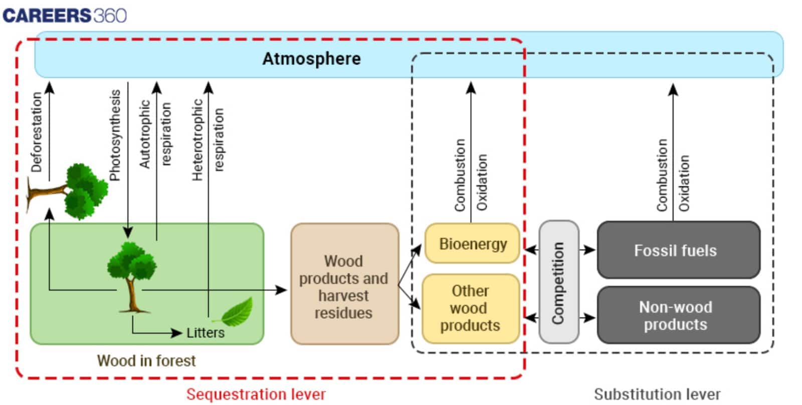 Diagram showing the carbon cycle in forests, highlighting sequestration through photosynthesis, respiration, litter formation, and substitution via bioenergy and wood products compared to fossil fuels.