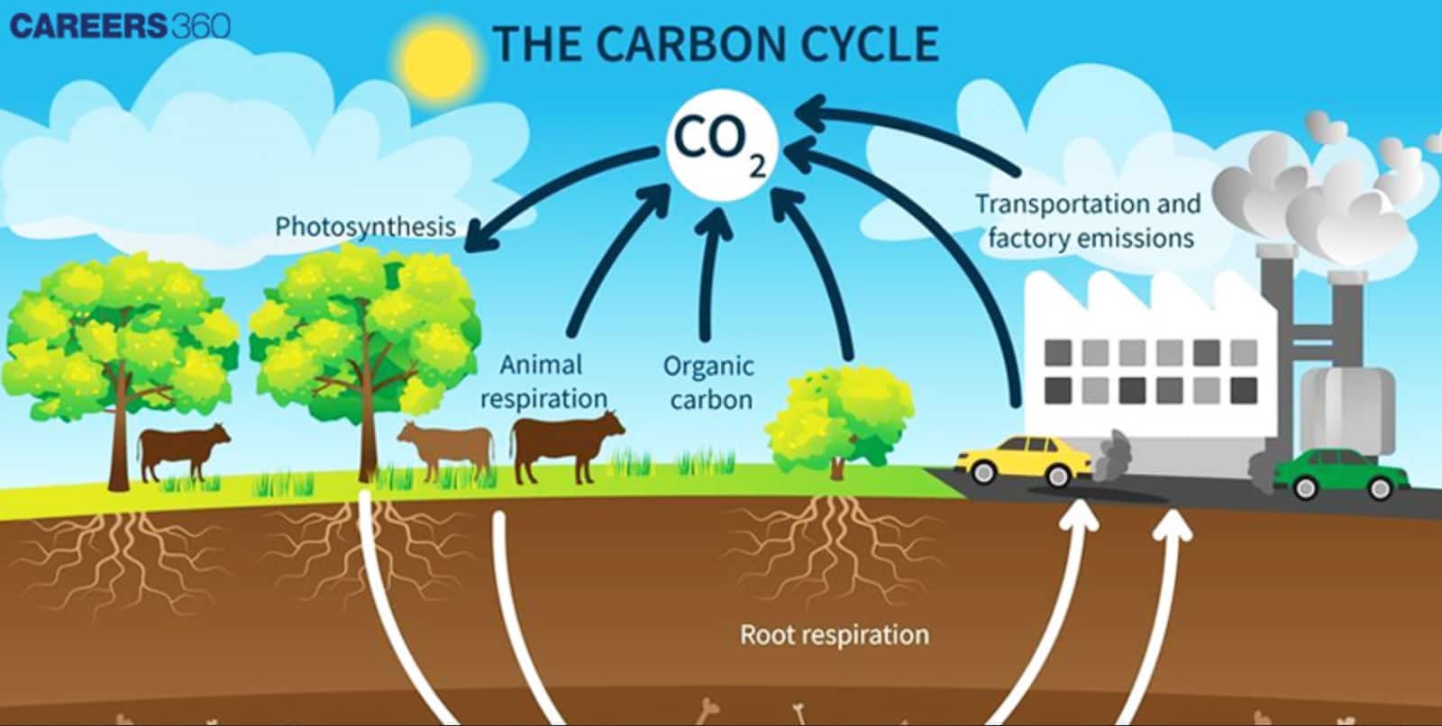 Illustration of the carbon cycle showing CO₂ exchange through photosynthesis, animal and root respiration, organic carbon, and emissions from transport and factories.