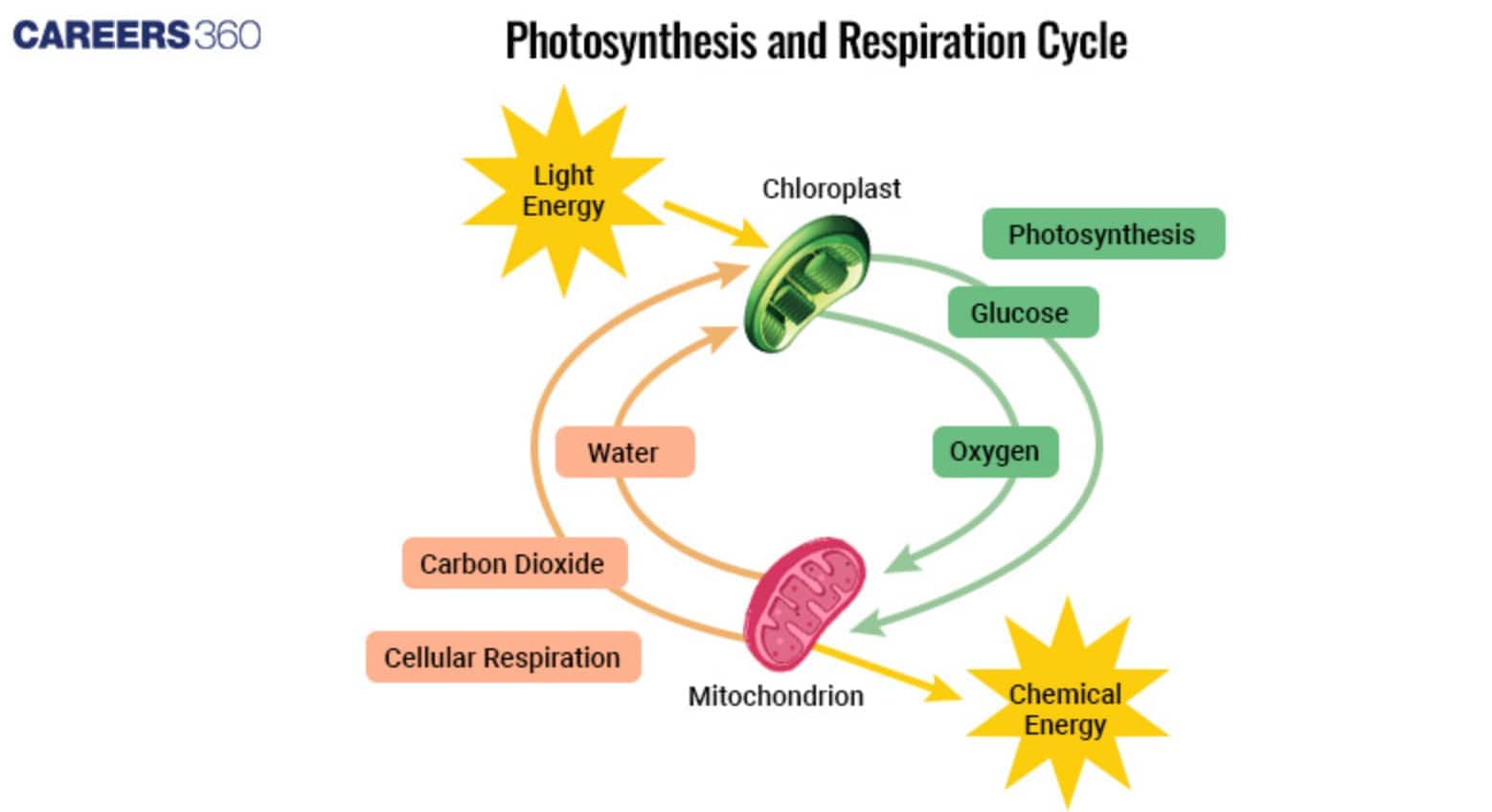 Cycle diagram of photosynthesis and cellular respiration showing chloroplast converting light energy to glucose and oxygen, and mitochondria using glucose and oxygen to release chemical energy, water, and carbon dioxide.