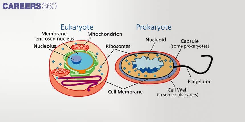 Comparative diagram showing structures of eukaryotic cells (nucleus, nucleolus, mitochondria, ribosomes) and prokaryotic cells (nucleoid, capsule, cell wall, flagellum).