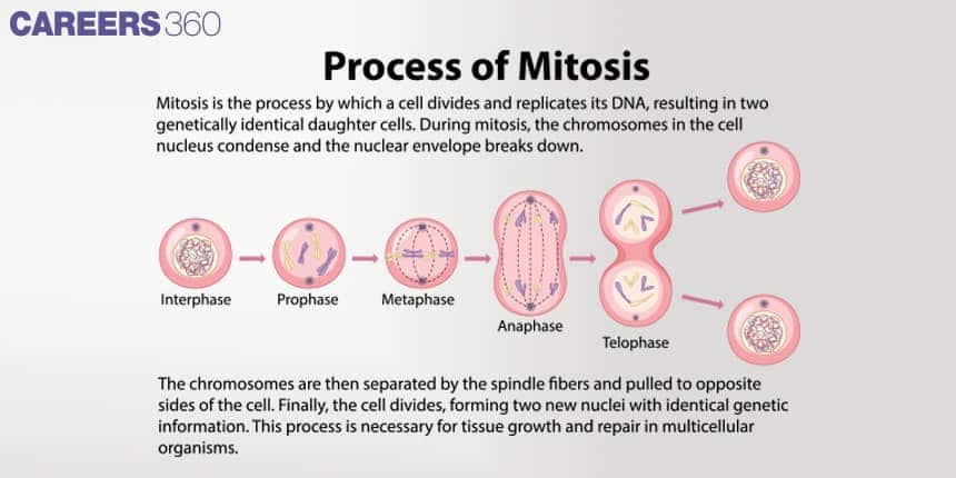 Illustration showing stages of mitosis: interphase, prophase, metaphase, anaphase, and telophase, resulting in two genetically identical daughter cells.